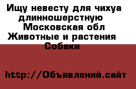 Ищу невесту для чихуа, длинношерстную. - Московская обл. Животные и растения » Собаки   